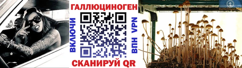 Псилоцибиновые грибы Cubensis  купить наркотики цена  ссылка на мегу как зайти  Кировград 